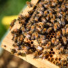 Heather Honey 250g - Image 4